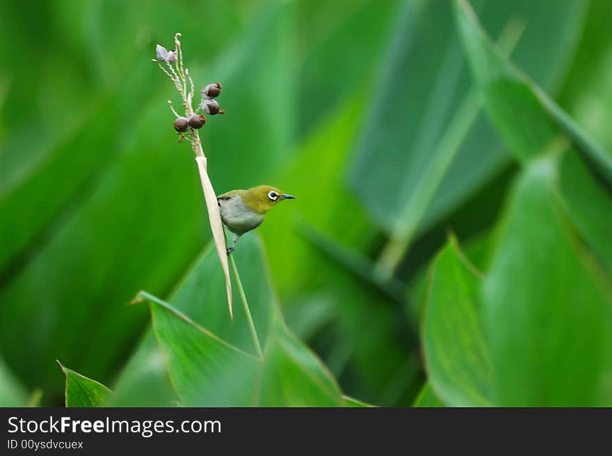 Bird and Mature fruit,Pretty birds in freedom in the field