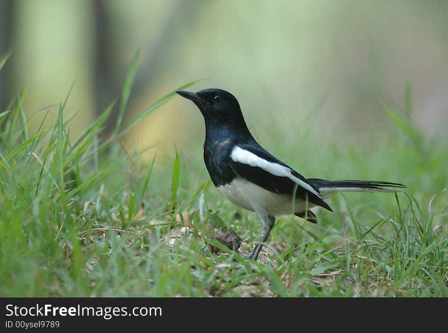 Pretty birds in freedom in the field