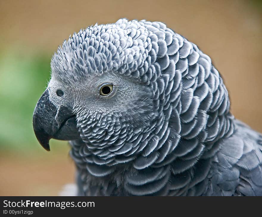 Grey parrot 1