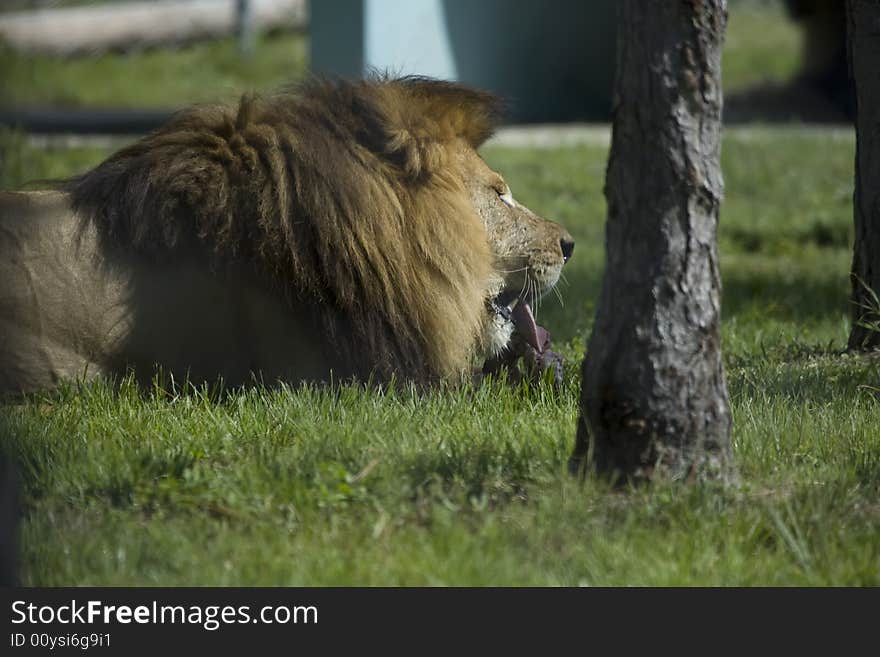 Wild male lion who is snacking in the grass