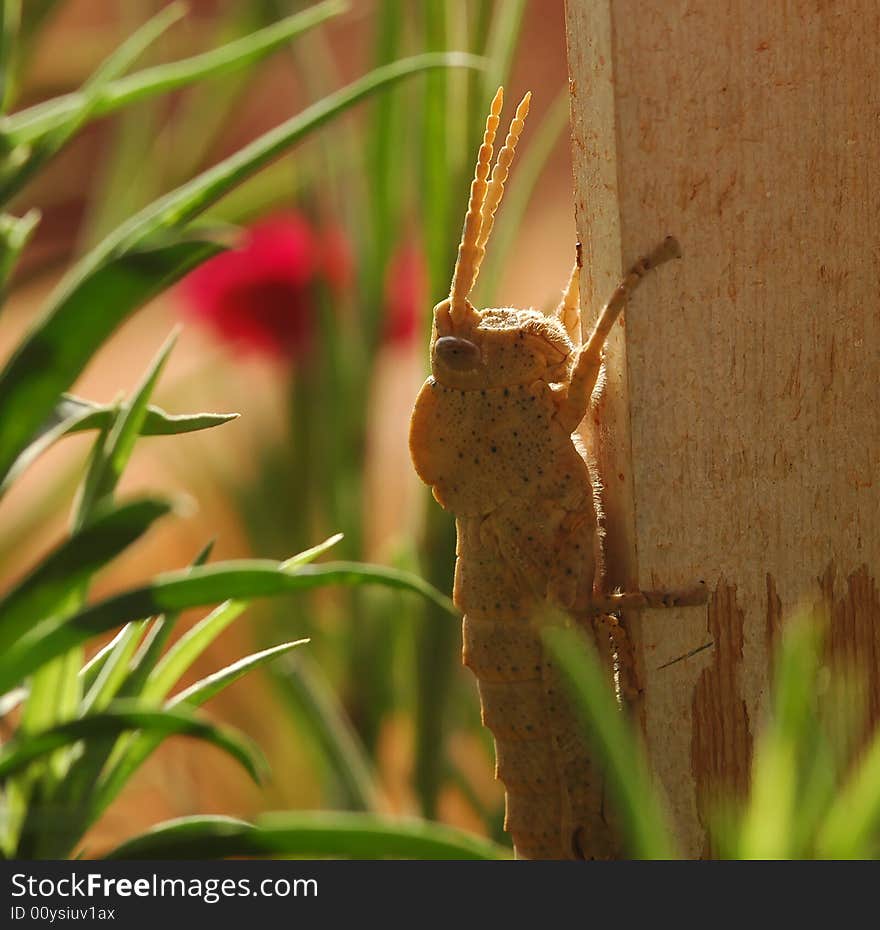 Baby Grass Hopper _01