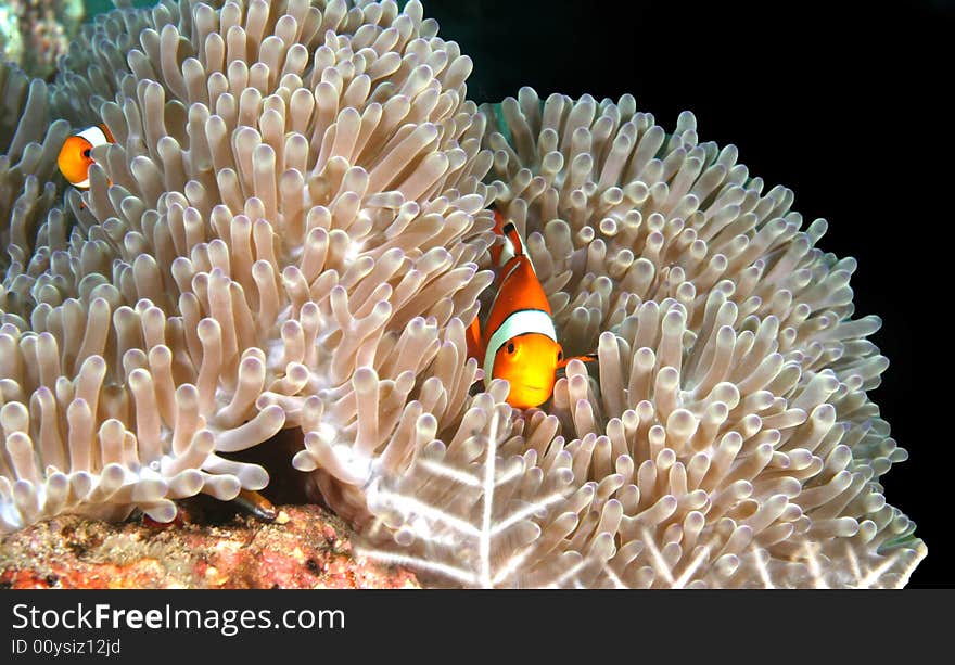 Vibrant soft corals and Clown fish darting amongst the stinging tentacles of the Sea Anemone. Vibrant soft corals and Clown fish darting amongst the stinging tentacles of the Sea Anemone