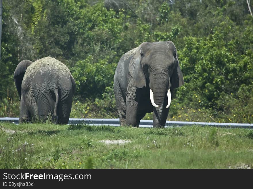 Wild african elephants who are walking around in the grass