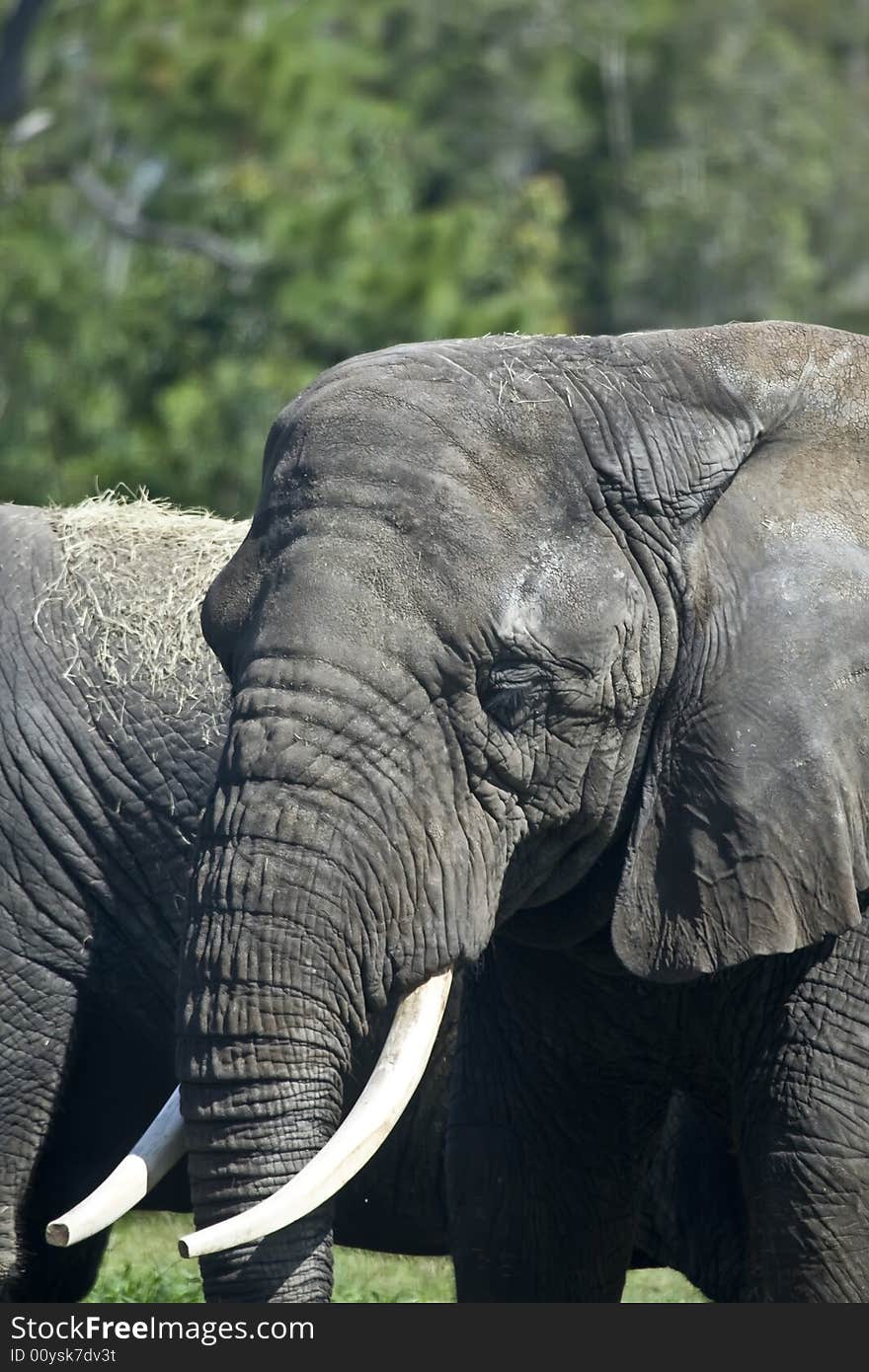 Wild african elephants who are walking around in the grass