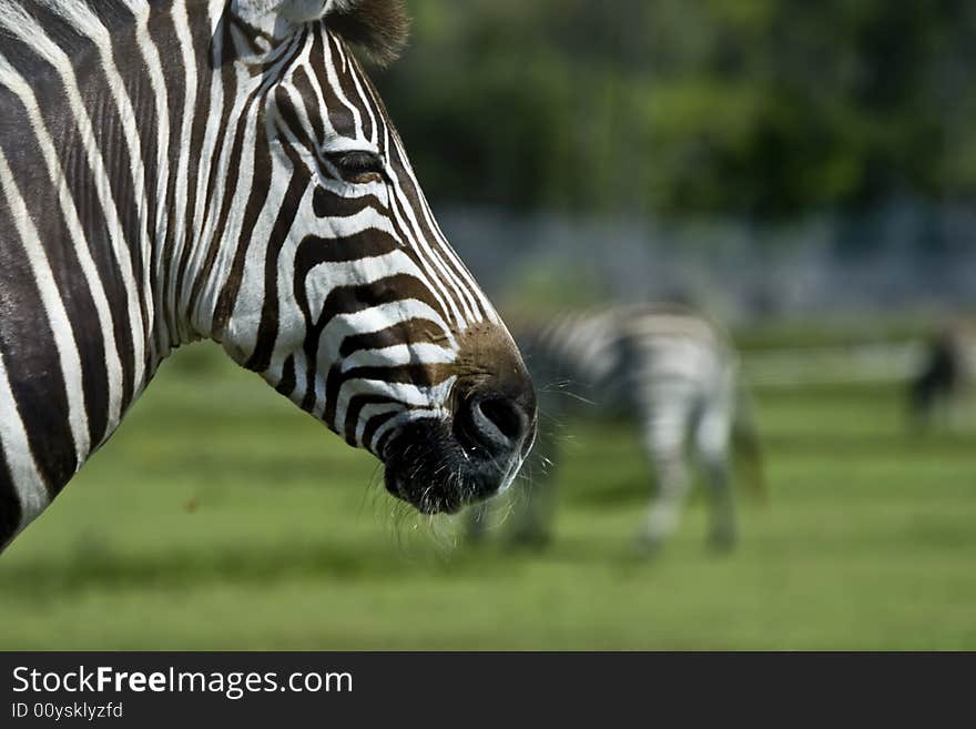 Wild african zebra who is grazing with his friends