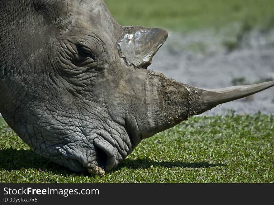 Wild african rhinoceros who is grazing in the grass