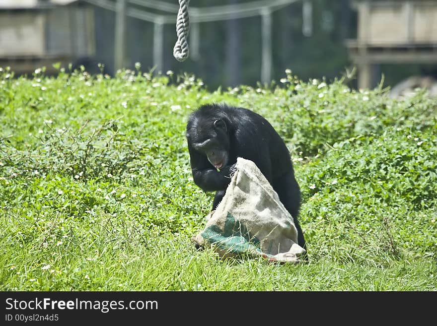 Wild african chimpanzee who is exploring inside a bag