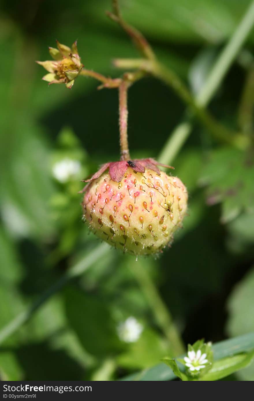 Early strawberry with green background