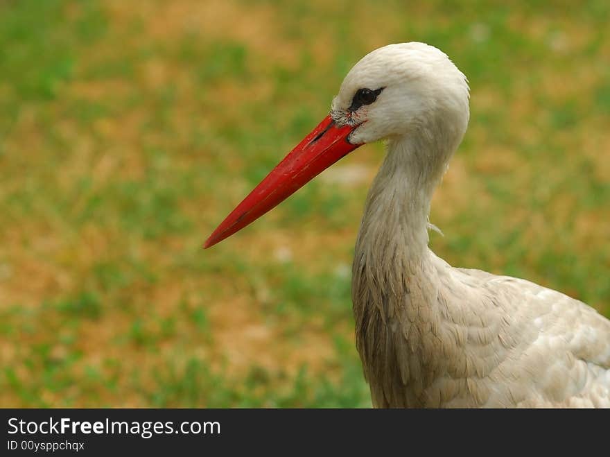 Stork