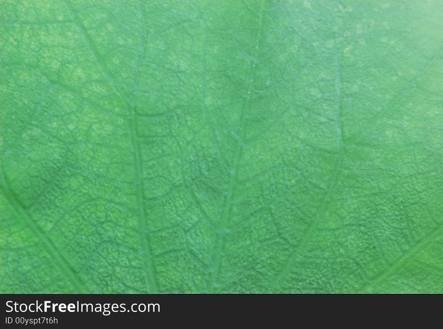 Green leaf close up under macro lens