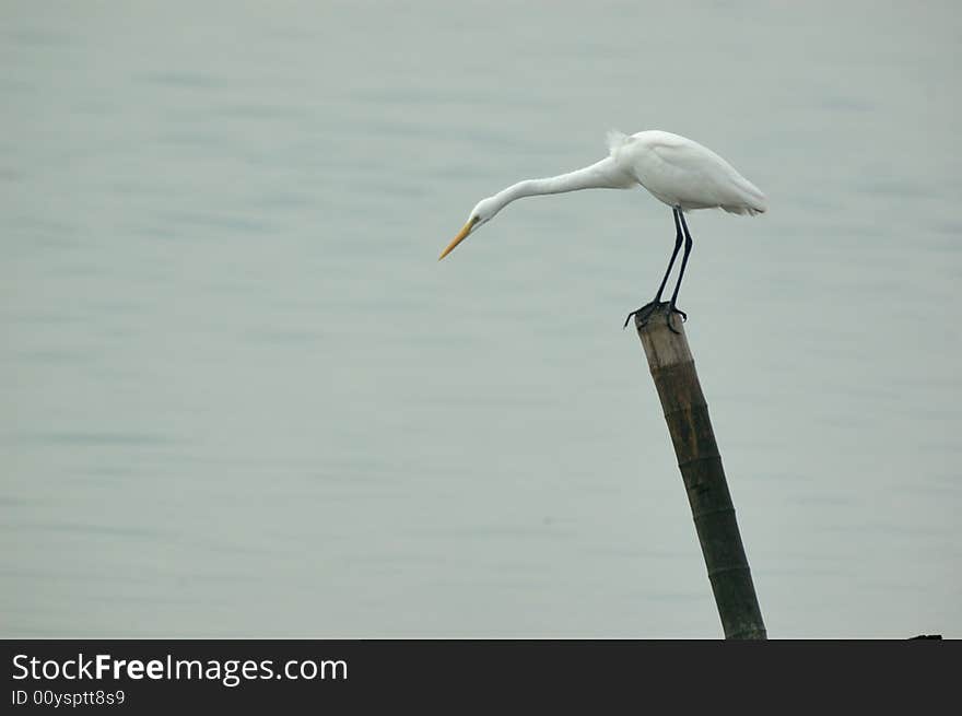 Egret bird,is looking for food.