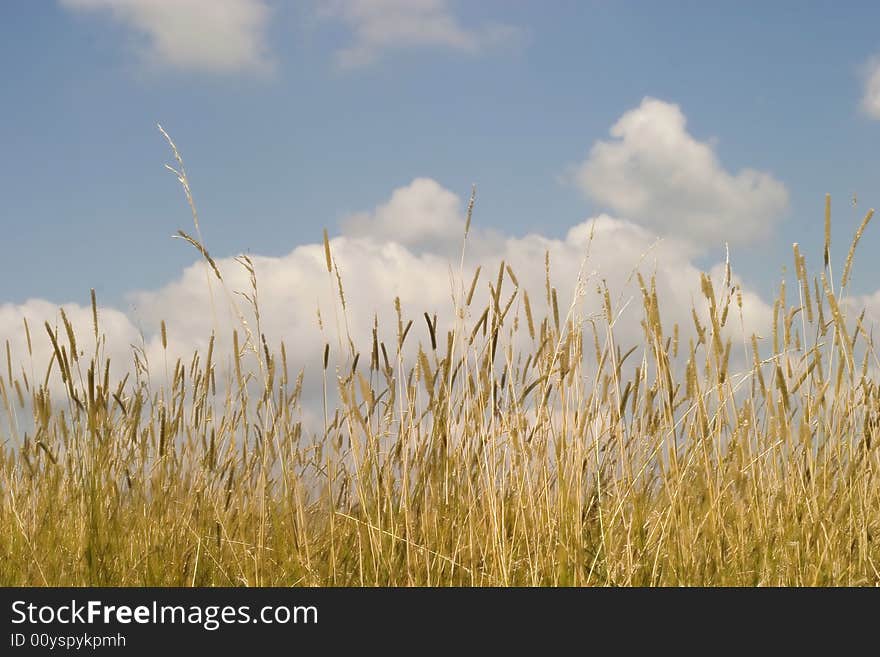 Green grass and blue sky