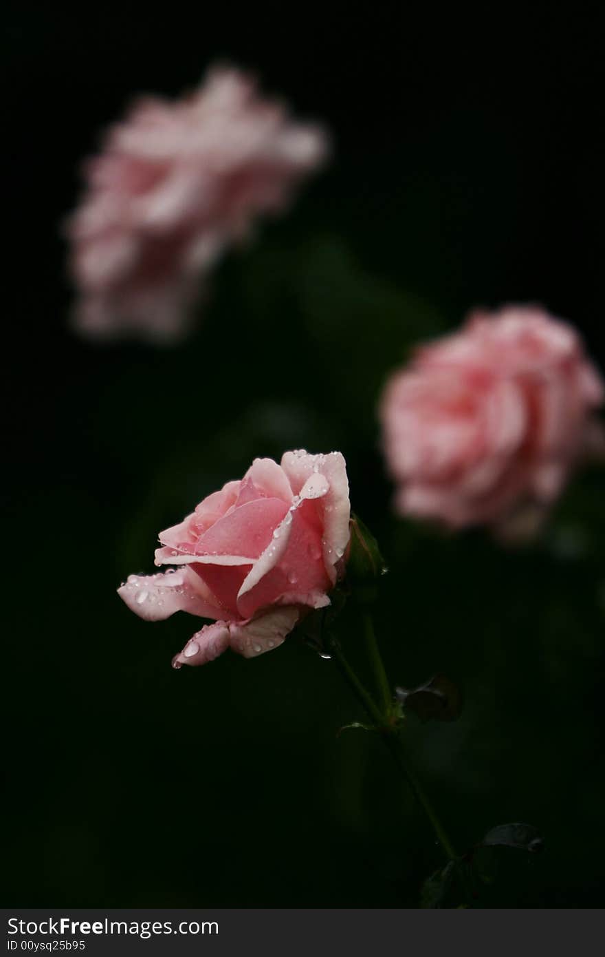 Flower pink china rose detail