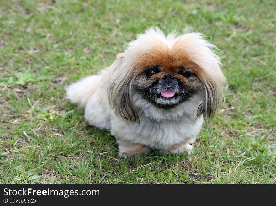 Dog Adorable Pekingese