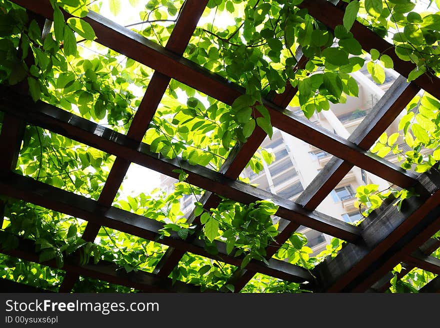 The green climbing plant on a wood pagola. The green climbing plant on a wood pagola.