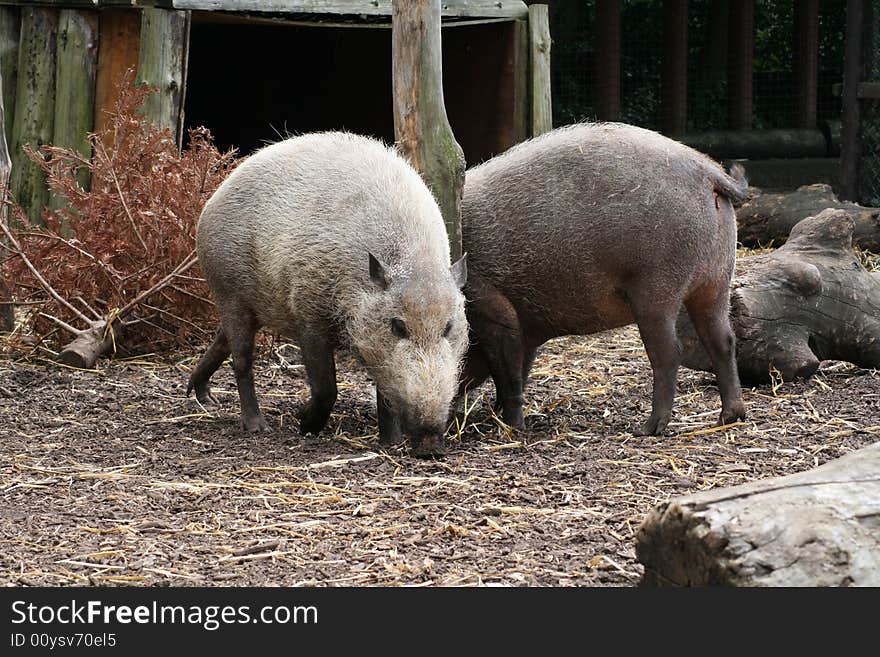 Wild pig and boar eating off the ground. Wild pig and boar eating off the ground