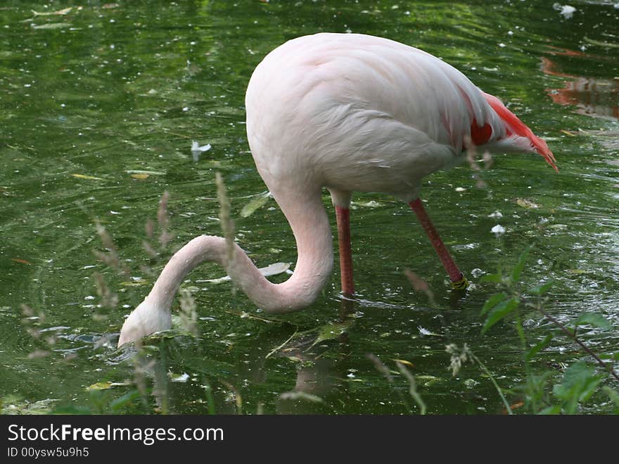 Flamingo