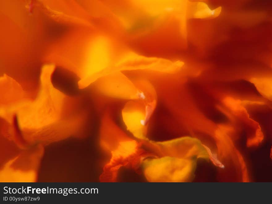 A very close view of a Daffodil (Narcissus) showing it's detail and colors beautifully.