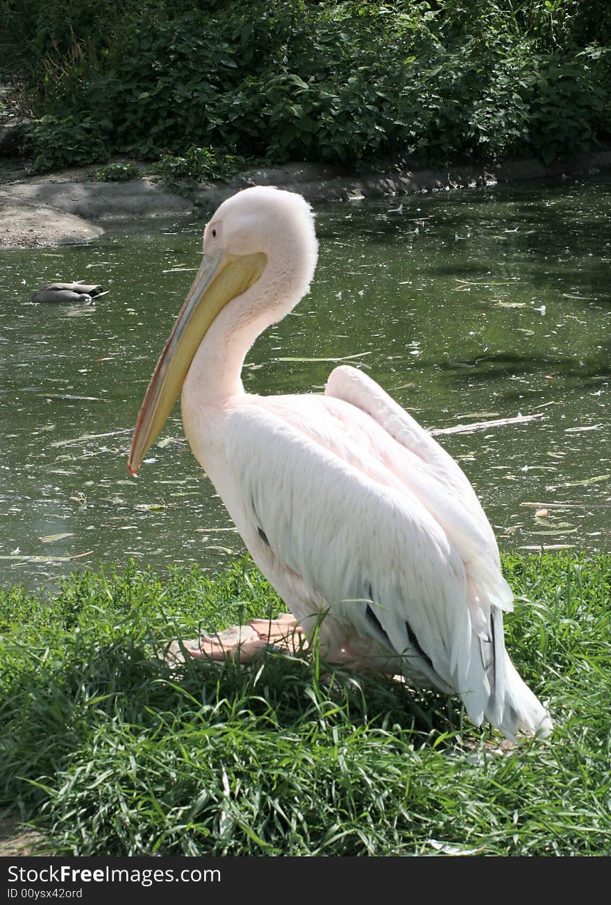 Pelican