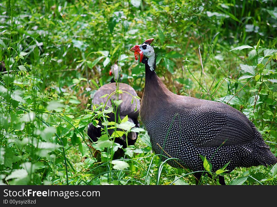 A male Guinea fowl guards a female in the woods. A male Guinea fowl guards a female in the woods.