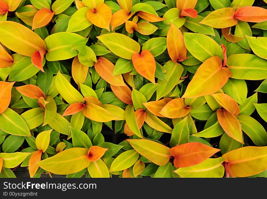 The colorful leaves of imperial green, nature background. The colorful leaves of imperial green, nature background.