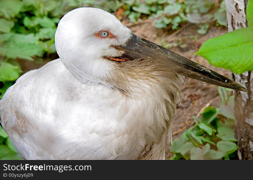 Portrait of Oriental white stork. Portrait of Oriental white stork