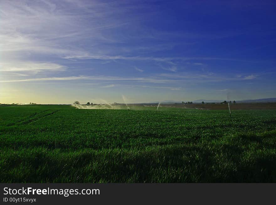 Sprinklers In The Morning Field