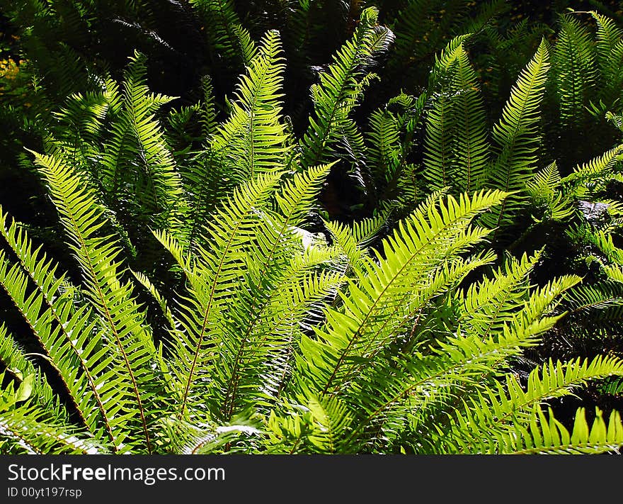 Ferns In Sunlight