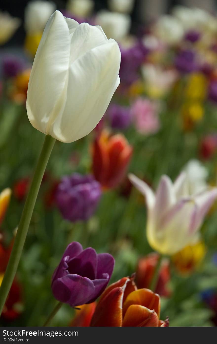 White Tulip