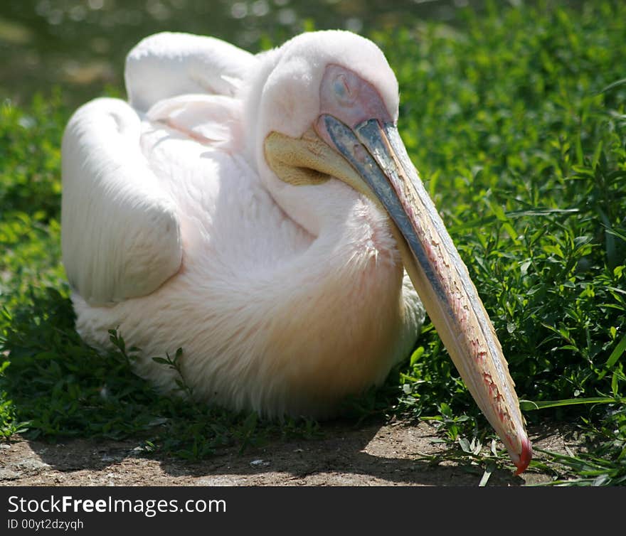 A pelican sitting on the grass