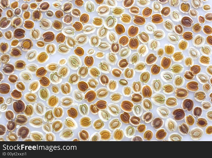 Abstract seed texture,seed background