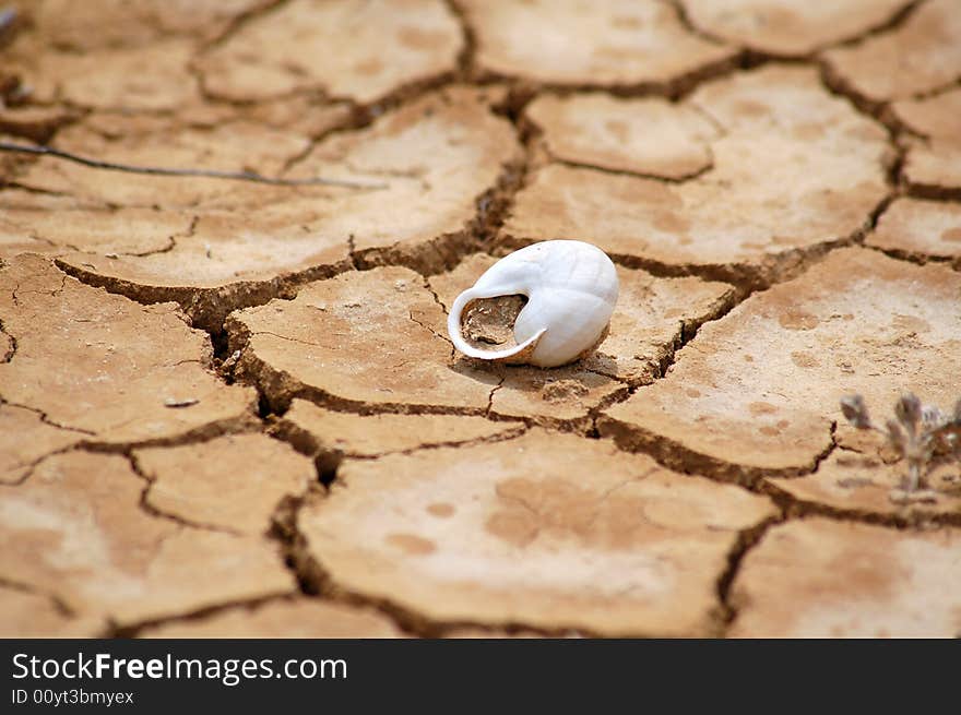 Shell on the desert