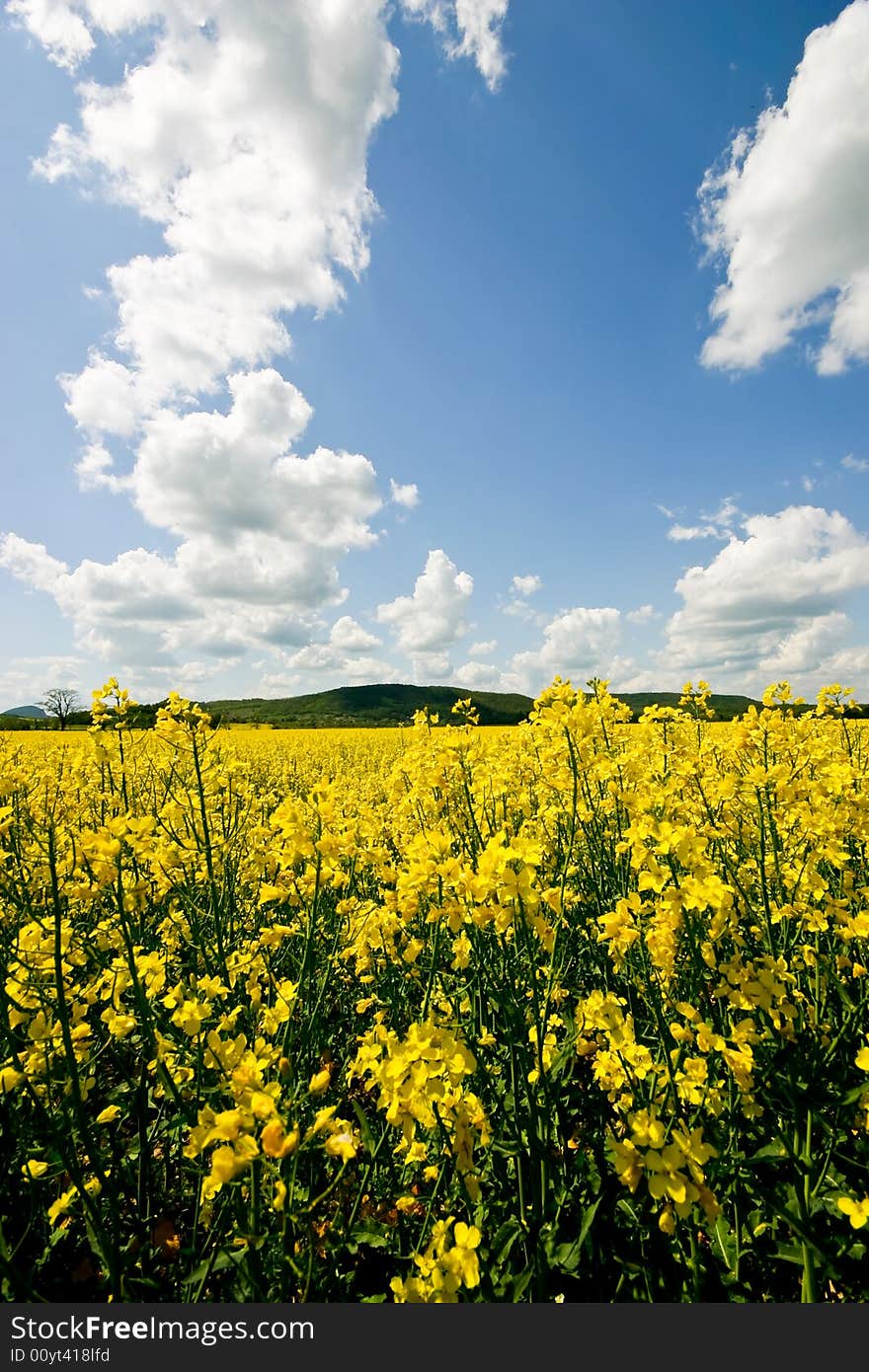 field in beutiful yellow colors with blue sky. field in beutiful yellow colors with blue sky