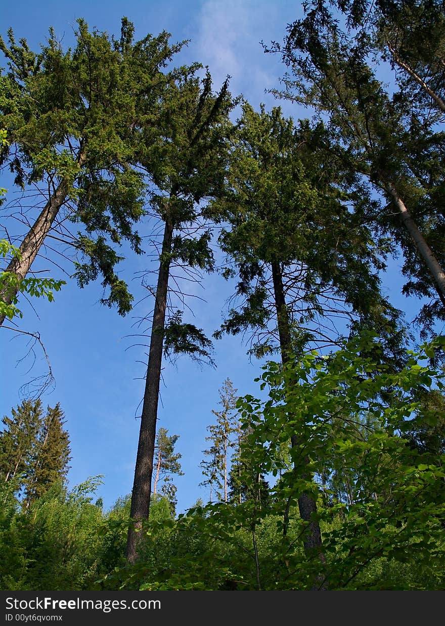 Mighty pine trees