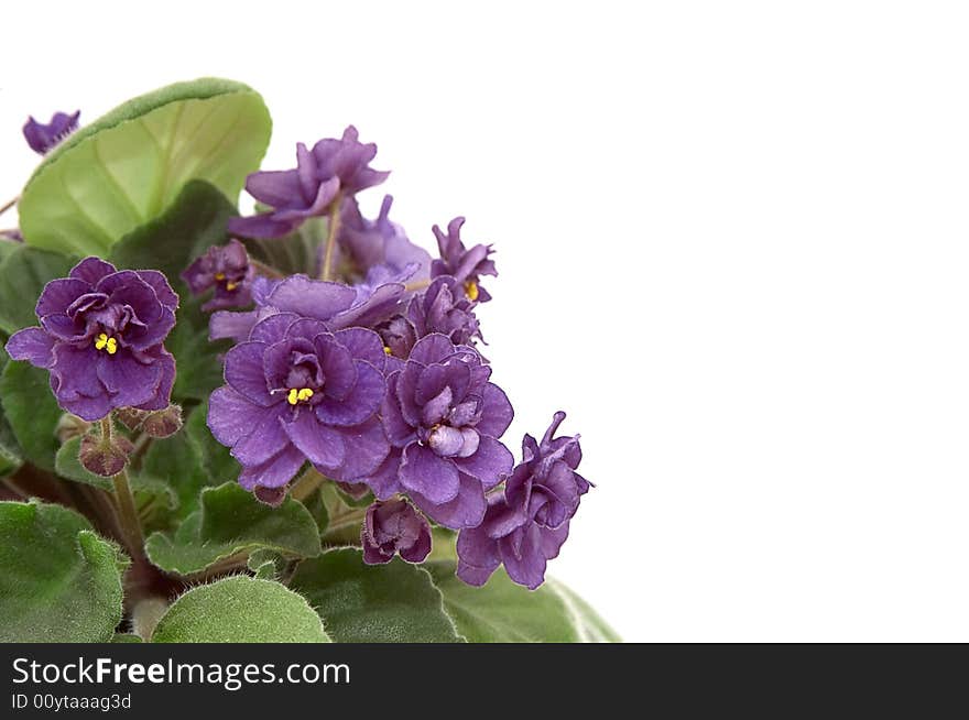 Violets on white background.