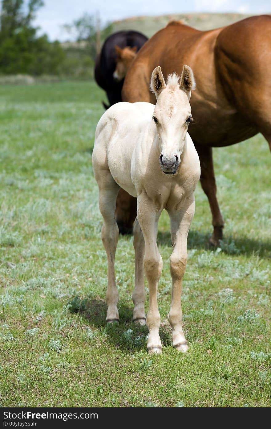 Palomino quarter horse foal in green pasture with blue sky in background