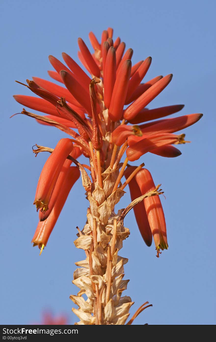 Red Hot Poker Flower