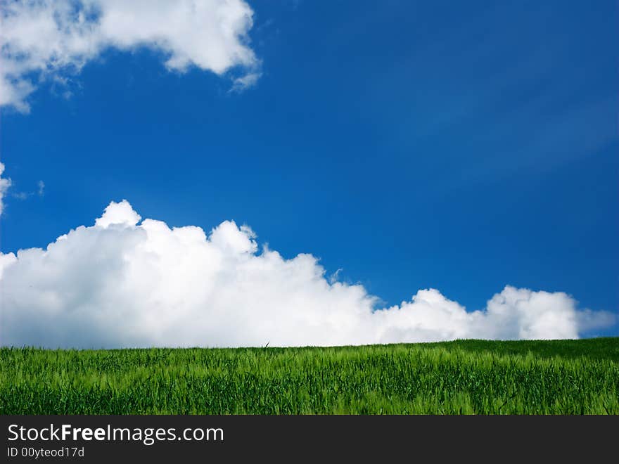 Green wheat field and blue and white sky