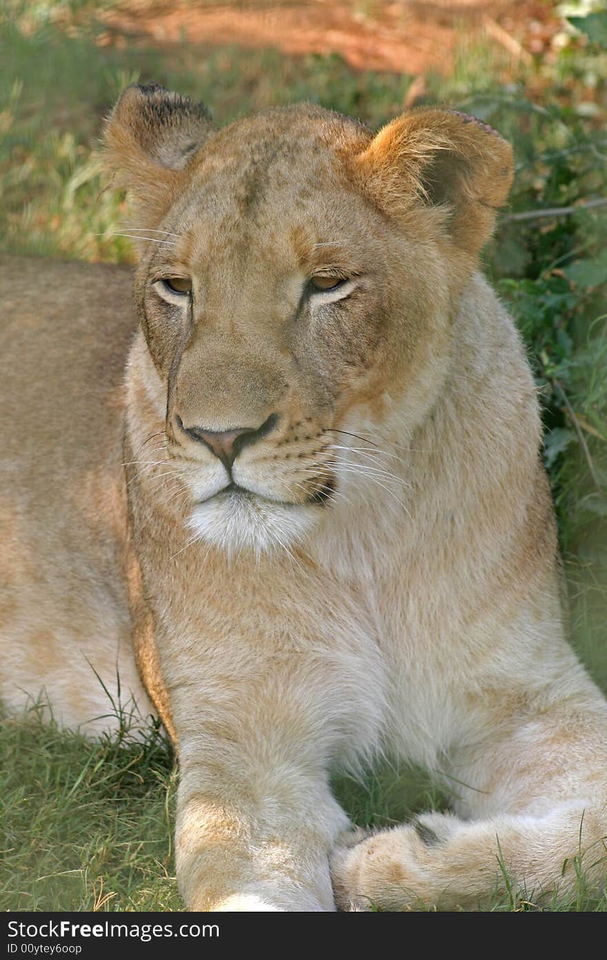 Lioness  1