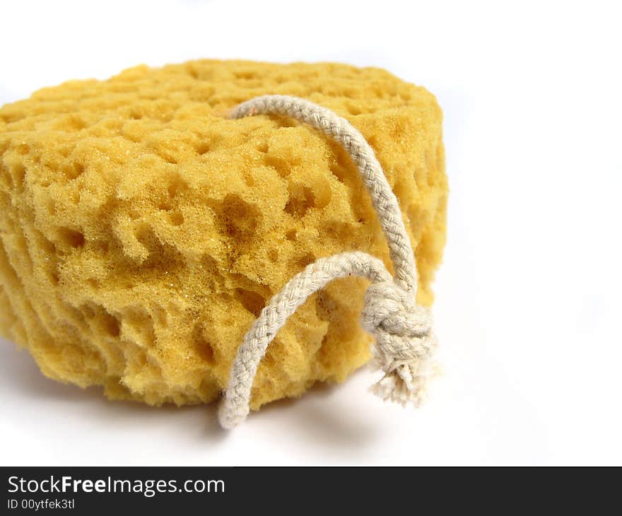 A natural wild sponge on a white background