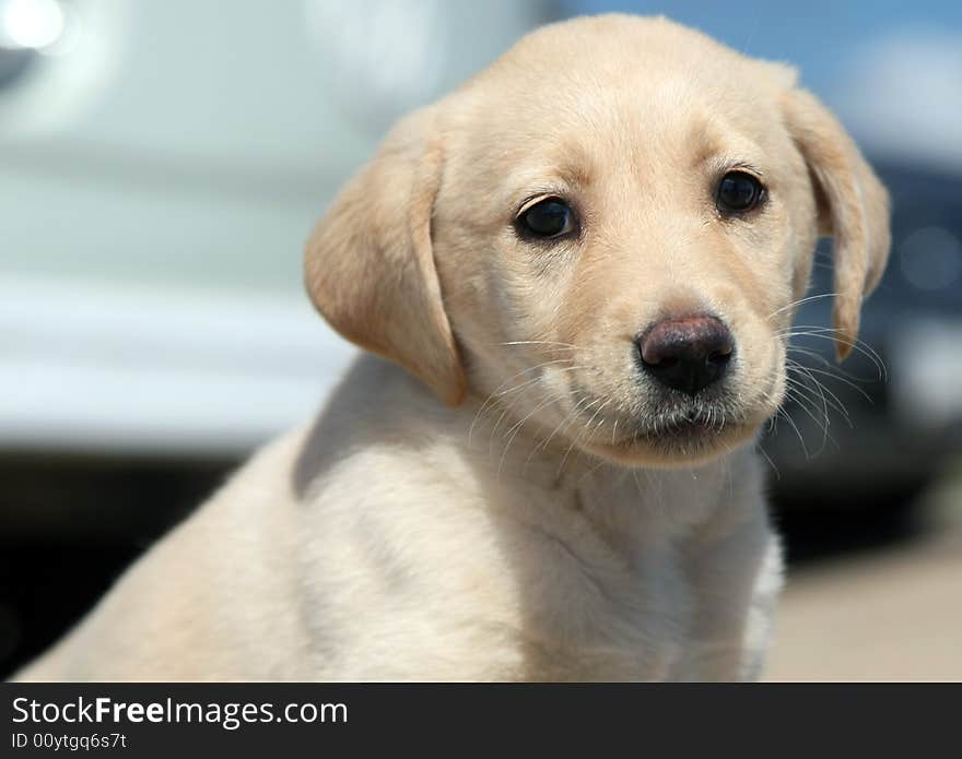 Puppy labrador retriever looking to the camera