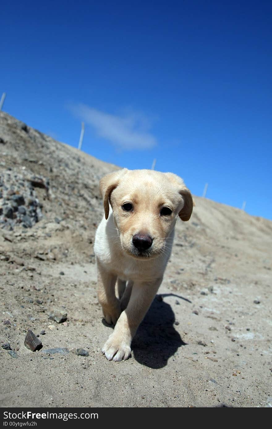 Puppy labrador retriever looking to the camera