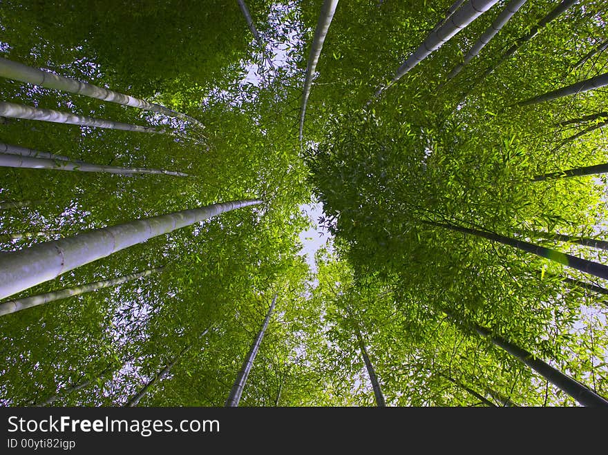 Bamboo trees remain in green even in December