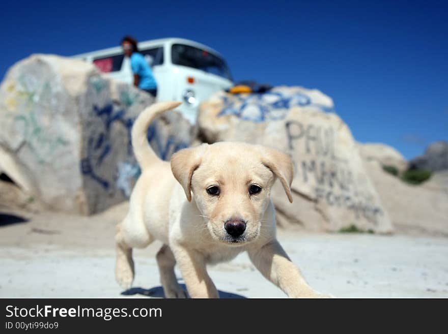 Puppy labrador retriever looking to the camera