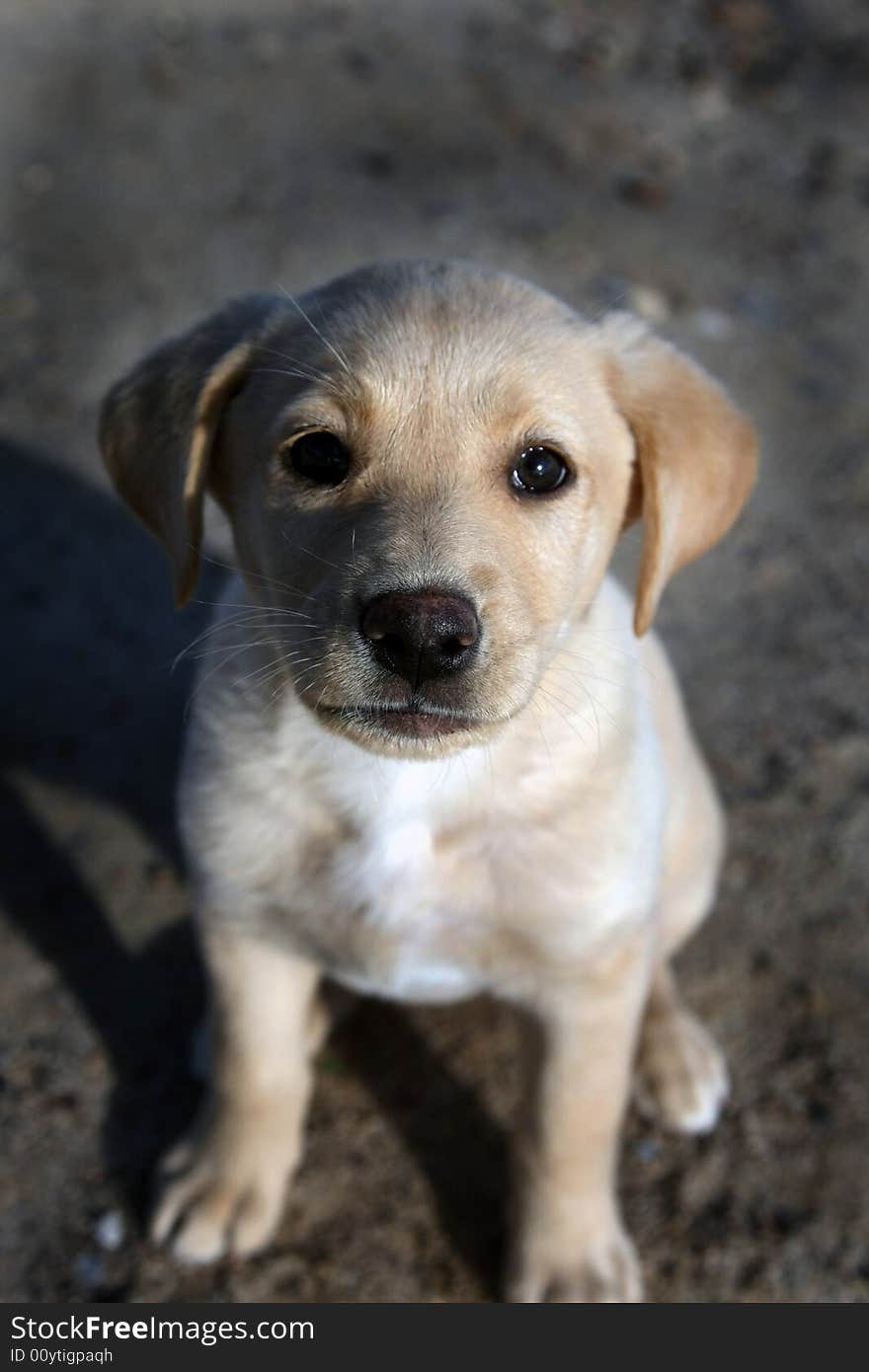 Puppy labrador retriever looking to the camera