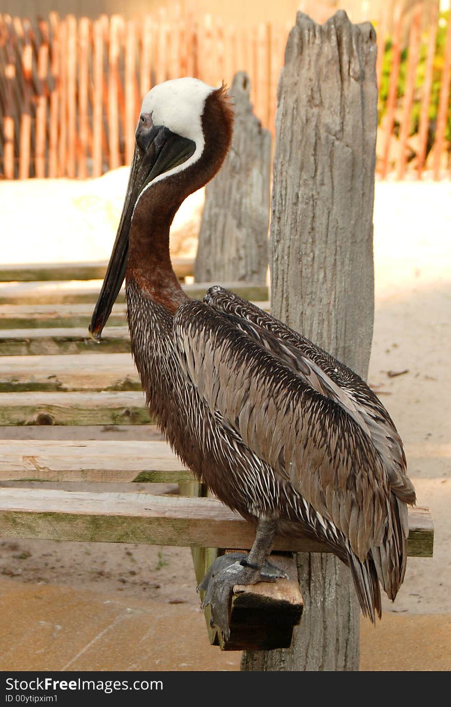 Pelican