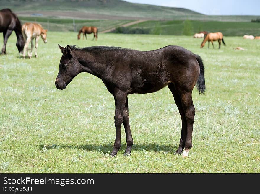 Black quarter horse foal in green pasture