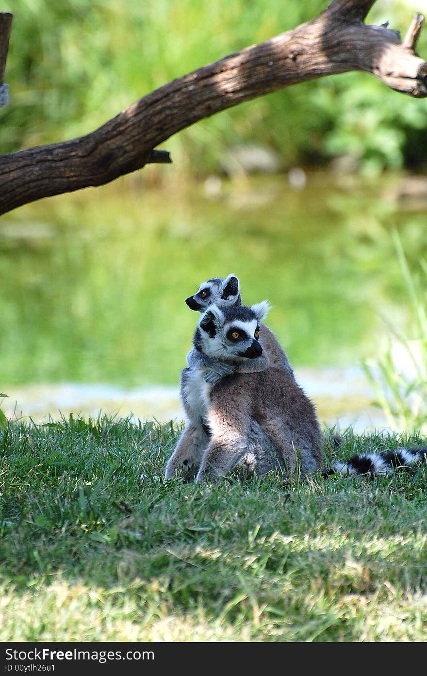 Ring-tailed Lemurs Cuddling