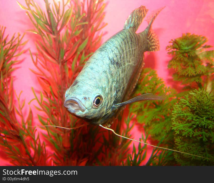 Portrait of an aquarian fish marble gurami Trichogaster trichopterus