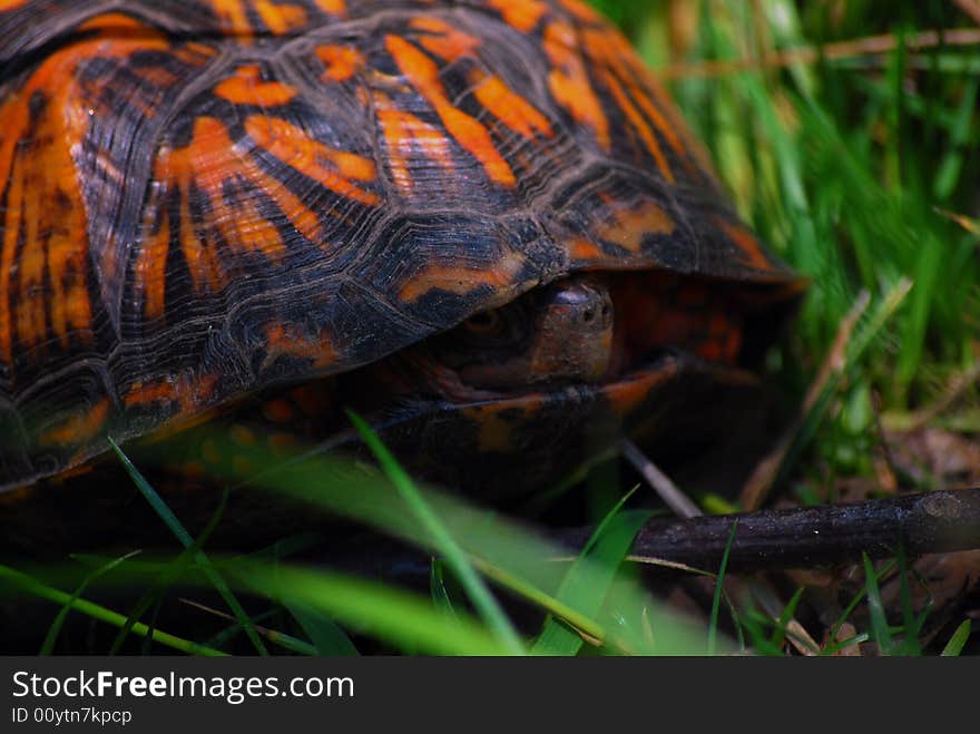 A contemplative turtle thinking inside the box. A contemplative turtle thinking inside the box.